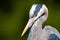 A closeup of a great blue heron face.