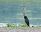 Closeup of a Great Blue Heron near a lake in Dover, Tennessee