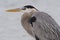 Closeup of a Great Blue Heron - Pinellas County, Florida