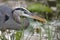 Closeup of Great Blue Heron Stalking its Prey