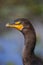 Closeup of Great Cormoran