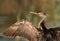 Closeup of Great Cormorant