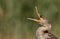 Closeup of Great Cormorant opening its beak