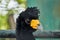 Closeup of Great Curassow bird head profile.