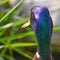 Closeup with great detail of a male mallard duck back of iridescent green head - taken in the floodplain of the Minnesota River in