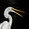 Closeup of a great egret against a dark background