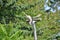 A closeup of Great Horn Owl flying in the air.