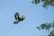 Closeup Great hornbill flying on blue sky