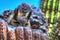 Closeup of a great Horned Owl Nesting in a Saguaro in Arizona.