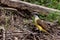 Closeup of a great kiskadee, Pitangus sulphuratus.