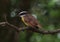 Closeup of a Great kiskadee Pitangus sulphuratus yellow bird on a tree branch in Botanical Garden of Medellin Colombia