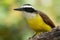 Closeup of a great kiskadee on a tree bark.