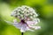 Closeup of a great masterwort - astrantia major