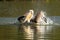 Closeup of great pelican splashing water