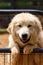 Closeup of a Great Pyrenees dog very friendly and cute.