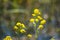 Closeup of great yellowcress flowers with blurred background