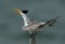 Closeup of Greater Crested Tern calling
