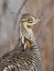 A closeup of a Greater Prairie Chicken on a spring evening