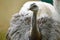 Closeup Greater Rhea