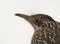 Closeup of a Greater Roadrunner, Geococcyx californianus