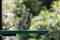 Closeup of Greater Roadrunner standing on green picnic table