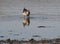 Closeup of a greater yellowlegs (Tringa melanoleuca) foraging in the sand of a lake shore