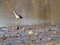 Closeup of a greater yellowlegs (Tringa melanoleuca) foraging in the sand of a lake shore