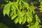 Closeup of green Acer leaves