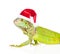 Closeup green agama in red christmas hat. isolated on white