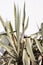 Closeup of green aloe plant with warm sunlight shadows on the white wall. Cactus minimalist aesthetic wallpaper