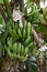 Closeup of a green banana in a garden in Hanoi in Vietnam, Asia