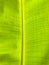 Closeup Green Banana leaf shade with raindrop, background