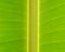 Closeup of green banana leaf stalk and vein (INDIAN ANCHOVY or S