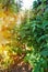 Closeup of green bean bushes ripening on hanging stalks in greenhouse, grow your own and organic agriculture concept