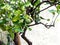 Closeup green bergamot or Kaffir lime on tree. and bergamot tree have a Leaf disease