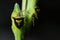 Closeup of a green and black spined soldier bugs.