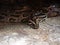 Closeup Green Burmese Python Coiled on The Ground