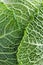 Closeup of green cabbage leaves