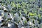 Closeup Green cabbages in the agriculture field, Cabbage field or farm