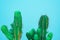 Closeup green Cactus on blue background . Fashion pattern. Art Gallery Minimal