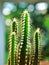 Closeup green cactus Fairy castle cactus, Acanthocereus tetragonus cereus, succulent ,desert plant, in garden with blurred backg