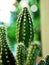 Closeup green cactus Fairy castle cactus, Acanthocereus tetragonus cereus, succulent ,desert plant, in garden with blurred backg