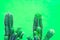 Closeup green Cactus on green background . Fashion pattern. Art Gallery Minimal