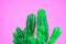 Closeup green Cactus on pink background . Fashion pattern. Art Gallery Minimal