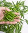 Closeup of green chilies Capsicum Annum L on hand