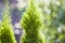 Closeup of green christmas leaves of thuja tree on green bokeh background. Twig of occidentalis  evergreen coniferous bush, also