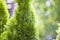 Closeup of green christmas leaves of thuja tree on green bokeh background. Twig of occidentalis  evergreen coniferous bush, also