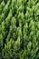 Closeup of green christmas leaves of Thuja trees on green vertical background