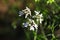 Closeup of green cilantro flowers blooming on umbels