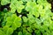 Closeup of green clover leaves dotted with water drops from dew